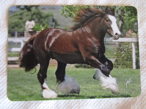 Horse swap card modern - horse,