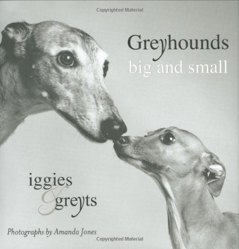 Greyhounds big and - big,