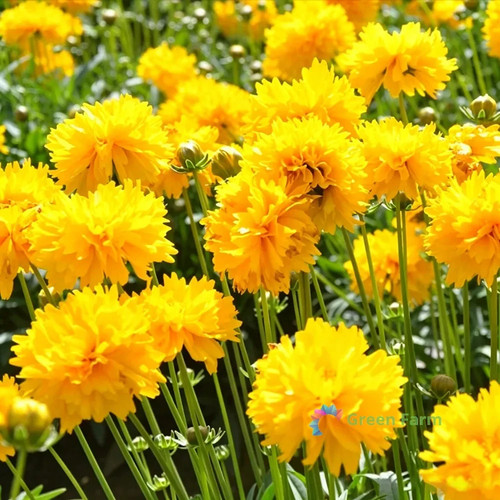 200 seeds coreopsis - 200,
