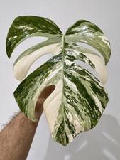 Variegated Monstera Albo