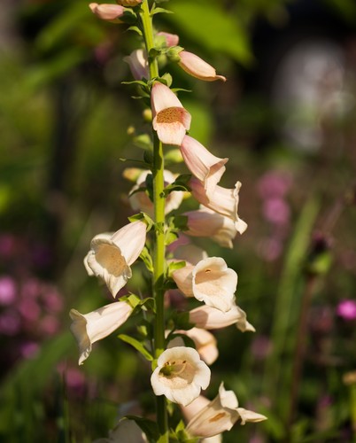 Foxglove dalmatian peach - foxglove, f1