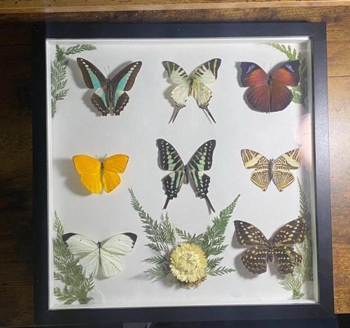 Butterfly taxidermy mounted - butterfly, in