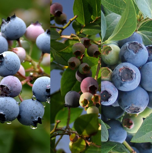 Blueberry plant mix - blueberry, inc