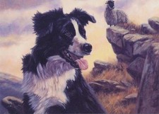 Border Collie Sheep Shepherd
