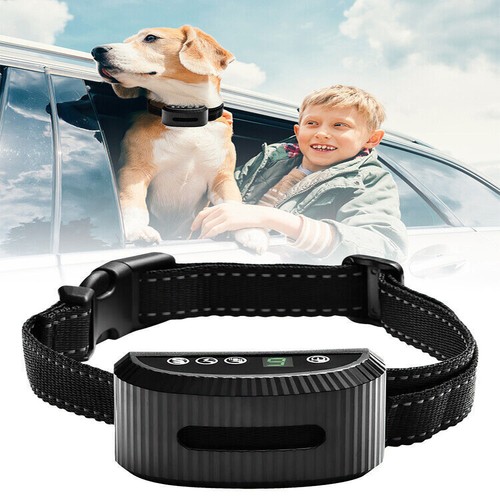 Electric pet dog - dog, training