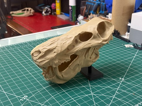 Inostrancevia alexandri skull - alexandri,