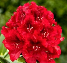 Rhododendron Z Red XXXL Deluxe 6L Pot 70cm Very Large Plant to your door