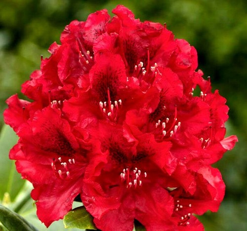 Rhododendron red xxxl deluxe - z,