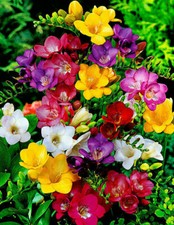 1-100 FREESIA MIXED COLOUR
