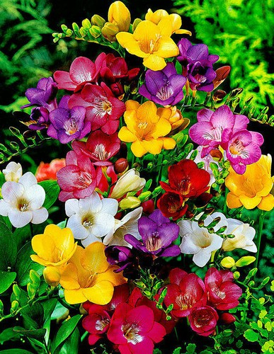 100 freesia mixed colour - 1-100,