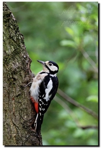 Great spotted woodpecker - great,