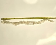 Part adult corn snake - corn,
