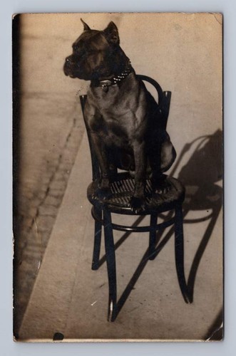 Dog french cafe chair rppc - french,