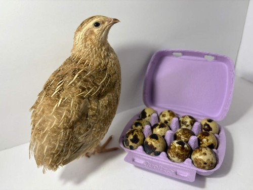 Fertile quail eggs - fertile, –