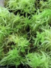 giant african land snail 1 SMALL BAG OF SNAIL MOSS