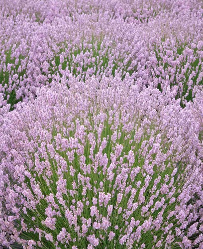 English lavender pink - english,