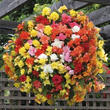 Begonia 'Super Cascade' Mix 12