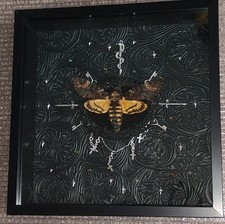 Death Head Hawk Moth Framed
