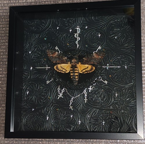 Death head hawk moth framed - death,