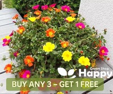MOSS ROSE SINGLE 3000 SEEDS -