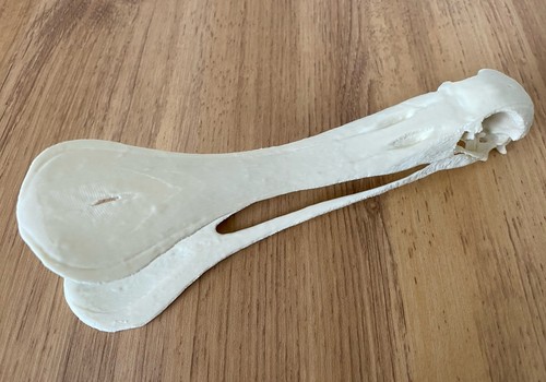 Replica animal skull - animal,