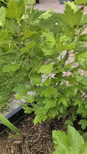 Gooseberry plant shrub - plant,