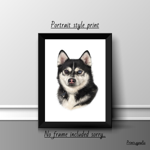 Alaskan husky pet - pet, a4