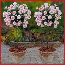 2 x Standard Pink Rose Tree