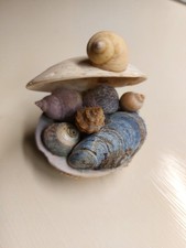 HandmadeSeashell Ornaments