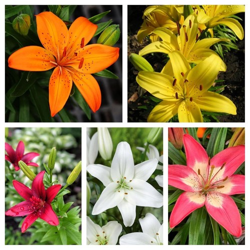 Asiatic lily imported - imported, holland