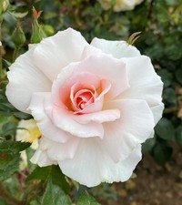 A WHITER SHADE OF PALE - Fragrant Hybird Tea Rose - Bareroot