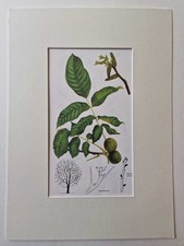 MATOUSOVA Common Walnut -