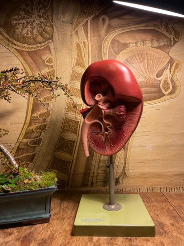 Vintage human kidney model - human,