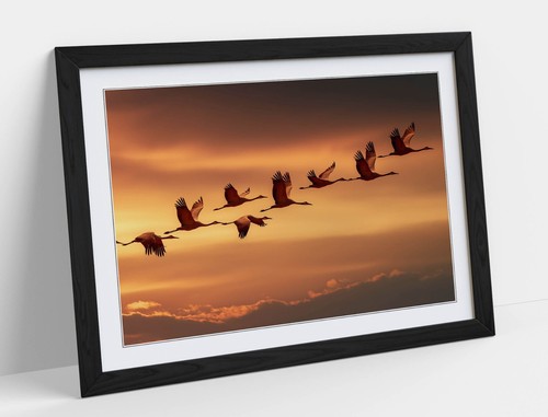 Beautiful flock birds - beautiful,