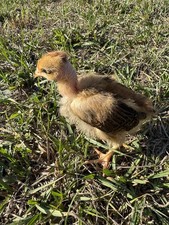 24 Turken and Rhode Island Red