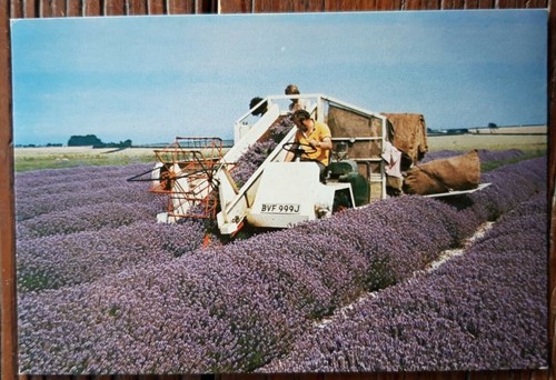 Postcard harvesting the - postcard,
