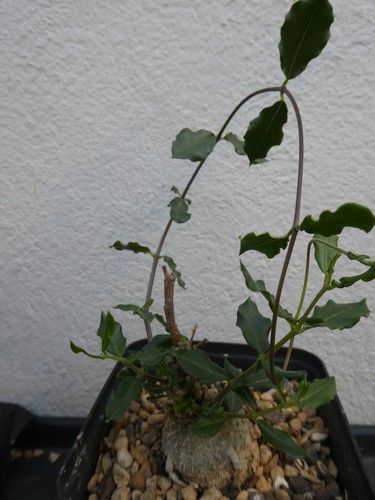 Fockea edulis shown 11cm - shown, in
