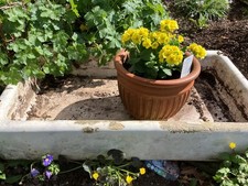 Old Belfast Sink Planter