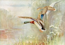 WILD DUCK BEAUTIFUL BIRD