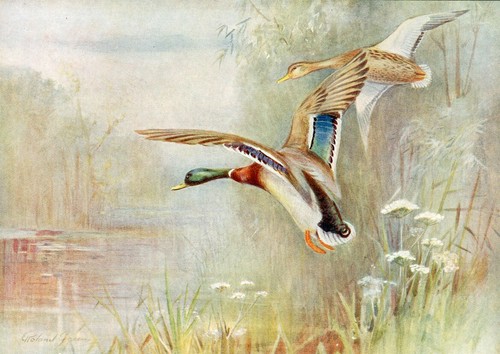 Wild duck beautiful bird - wild,
