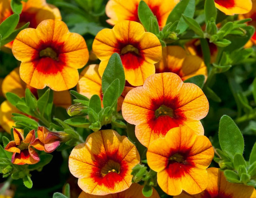 100 orange petunia seeds - petunia,