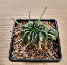 Euphorbia Valida 7cm Pot - Cactus Succulent Plant