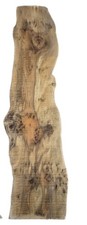 Rare english yew - english,