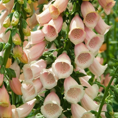 250 digitalis purpurea apricot - digitalis,