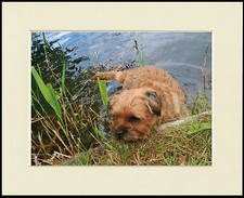 BORDER TERRIER IN WATER