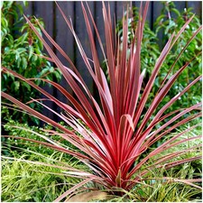 Cordyline 'Charlie Boy' Palm Tree | Evergreen Perennial | Pot Plant
