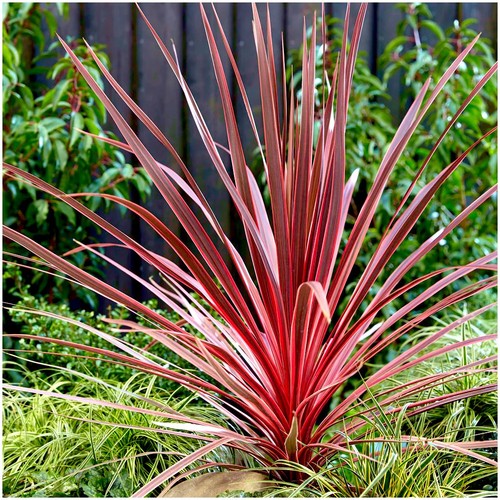 Cordyline charlie boy palm - 'charlie, boy'