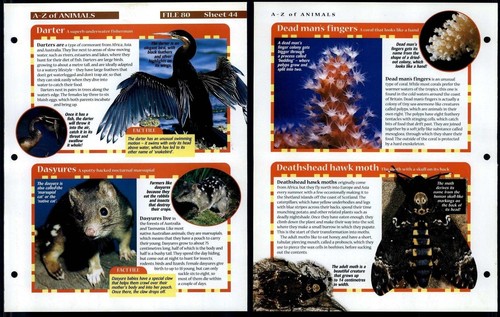 Darter deathshead hawk - darter, moth