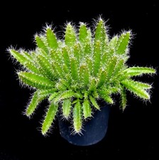 Hylocereus Undatus 'Dragon