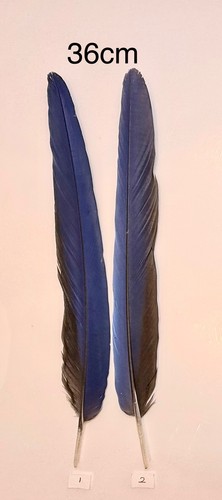 Parrot macaw feather crafts - macaw,
